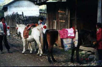 Tibet-Pferde